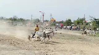 बैल गाड़ी शर्यत #goregone #viral  #shorts  &lrm;@bailgadirace&nbsp; &lrm;@MDBVLOG18