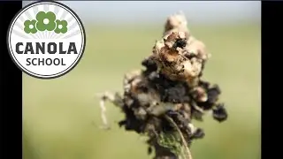 Canola School: Comparing clubroot management strategies