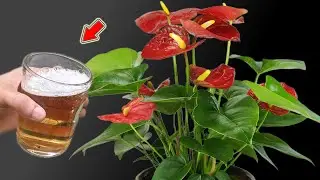 Просто налейте 1 стакан! Антуриум быстро растёт и цветёт множеством загадочных цветов!