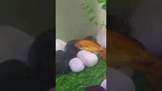 Starting days struggles 😭 Lost many fishes 💔 remembering them😔#aquaticworld #fish #reels #aquarium