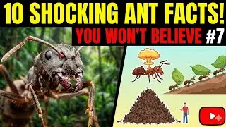 Ants Are Smarter Than You Think 😱 | Surgery, Farming, Wars & Shocking Ant Facts#everyone #ants 
