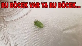 PİS KOKULU YEŞİL B&Ouml;CEK Nezara viridula Heteroptera, Pentatomidae (148)