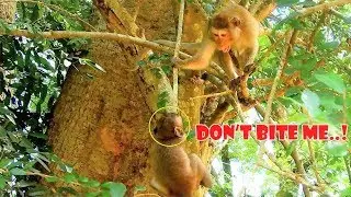 Pity On Poor Baby Janet & Other Monkeys In Amber Group, Coz Big Monkey Make Small Monkey Scary!
