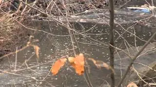 Maryvale Park Pond Restoration Project in Rockville (VIDEO)