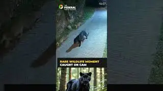 Rare sighting: Two leopards and black panther walk together