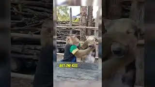dog and monkey kissing #funnyvideo #dogshorts #dogvideos #dogandmonkey