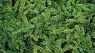 Norway Spruce Tree Plantings