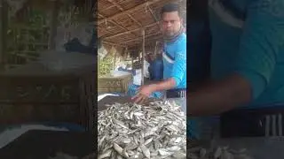 Daily Live Fish (Local & Foreign)  প্রতিদিন ছোট মাছ হরিনা রুই কাতলা পাইশে পাতাড়ি টেংরা মাছের লাইভ