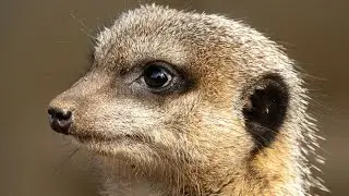 Meerkat a Highly Intelligent Mongoose