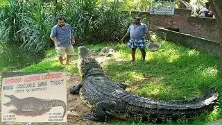 CROCODILE BANK in chennai/crocodiles are dangerous animals #sandtfoodies