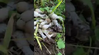 đ&acirc;y l&agrave; nấm mực khổng lồ - Coprinus comatus 1 loại nấm đặc sản ở Ch&acirc;u &Acirc;u #thichnam #nammuc #coprinus