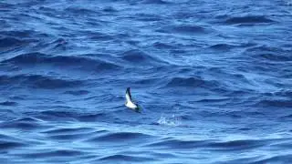 Oc&eacute;anite fr&eacute;gate   White faced Storm Petrel Pelagodroma marina