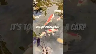 A few mutations and selective breeding you go from dinner to living art. #koi #carp