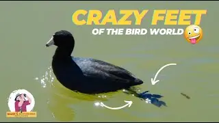 Discovering the Hidden World of Bird Feet