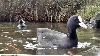 The Coots of Swanpool - One Hour Coot Bird Song and Sounds Relaxation Video