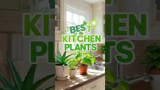 Top 3 Indoor Plants That Thrive in Your Kitchen!