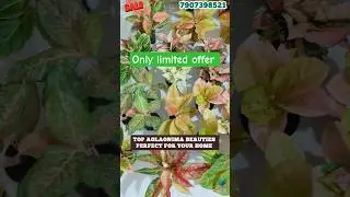 aglaonima plant offer 🎊#shorts #aglaonema #plants