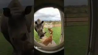 Cat Saves Baby from Rhino Attack! 🐱🦏 Unbelievable Rescue! #animals #hero #epic #nature