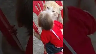 Baby monkey and cat very cute #cute  #monkeycubin #@Monkeycubin-2 # funny