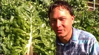 Garden Ramblings: 10 Tips to Improve Your Garden and Your Life