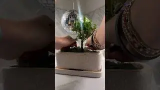 DIY Bonsai cozy corner | via abbey.purcell on IG