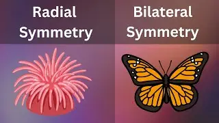 Symmetry: Introduction & Types | Biology| Bio Scholar