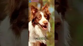 Crazy Facts About dogs🐕 || Mind Blowing Facts in Hindi || #ytshorts #viral #animalsg #youtubeshorts