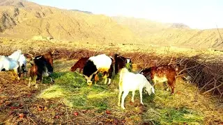 Village goats: Empathy and excitement in the simple village world