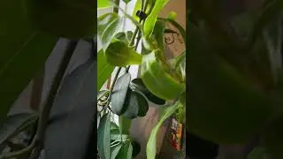 monkeybucket growing in winter
