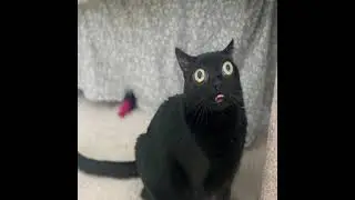 Jinx bigfoot the best cat!