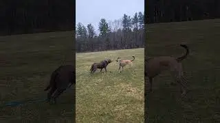 PAWsome Adventures 🐾🥾                  DOGS & ZOOMIES