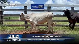 LOTE 03