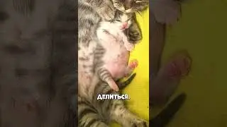 Самая милая молочная кома #shorts