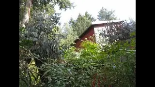 Eucalyptus trees Explode with Spring growth in the North Pacific