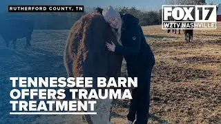 Hug a cow! Animal therapy at Rutherford County barn offers healing