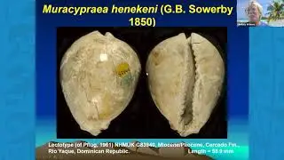 Virtual Research & Collections Seminar Series: Molluscan paleontology, with Lindsey Groves