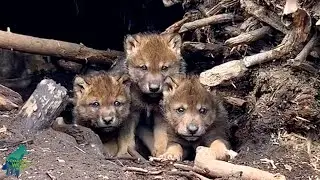 Amazing moment: researchers stumble across wolf pups in a massive beaver lodge