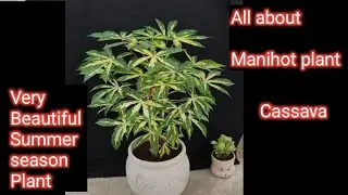 Manihot plant care and tips| How to grow Cassava yucca plant | Summer plants | beautiful plants