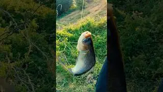 CATLA FISH HUNTING WITH TRIPLE HOOK AMAZING HUNTING SKILL 🎣#fishing #hunting #catlafish #bocah #fish