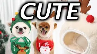 Best Cute Christmas Dog Hat