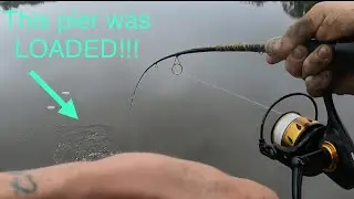 This fish are STACKED in 6’ of water!!! (Ocean Springs, MS sheepshead fishing)