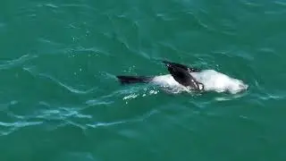 injured wild seal is spinning out of control
