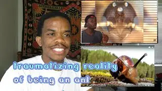 The Traumatizing Reality of Being An Ant [CASUAL GEOGRAPHIC] REACTION