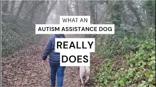 What an autism assistance dog really does?