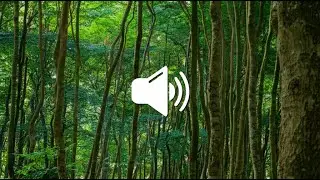 🌲 Subtle Ambient Forest Sound Effect: Latin American Woods