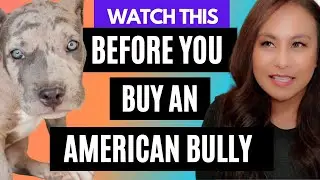 How Puppy Picks Work in the American Bully World