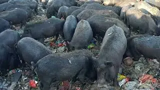 animal facts about pigs,pigs, hog, boar,funny pig ,pigs facts
