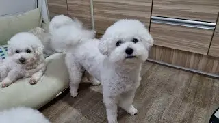 8숑이들 주말 먹방 해요🤗