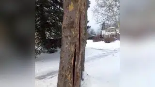 Are trees really 'exploding' in the cold? Here&rsquo;s what&rsquo;s actually happening