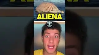 Se Vedi Questo In Mare, Esci Subito! 😱